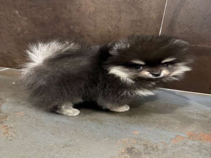 Chiots Spitz Nain à réserver