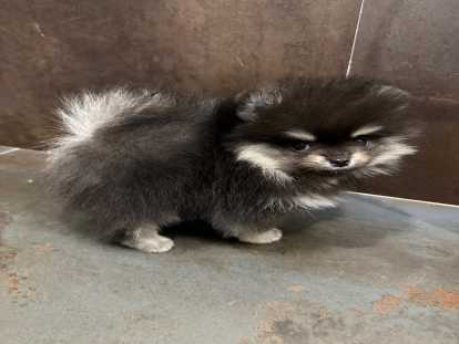 Chiots Spitz Nain à réserver