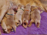 Chiots Golden Retriever LOF de superbes origines &agrave; r&eacute;server