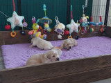 Chiots Golden Retriever LOF de superbes origines &agrave; r&eacute;server