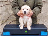 Chiots Golden Retriever LOF de superbes origines à réserver