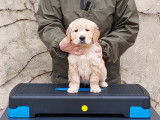 Chiots Golden Retriever LOF de superbes origines à réserver