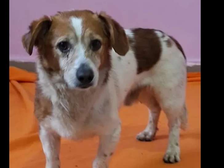 En attente d’un foyer : chien de 9 ans