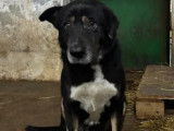 À accueillir : chien noir avec marque blanche