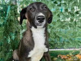 Adoption disponible : chiot femelle de 9 mois