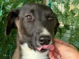 Adoption disponible : chiot femelle de 9 mois
