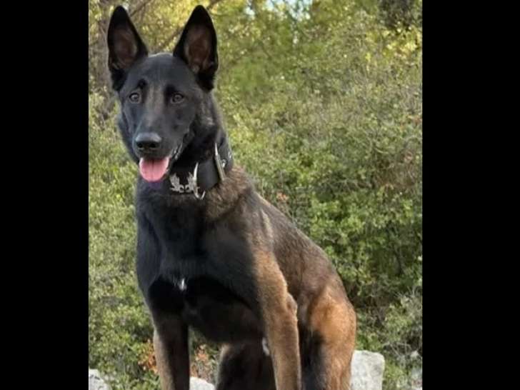 Chien Berger Malinois de 3 ans en attente d’un foyer