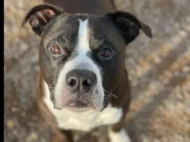 Chien Dogue marron et blanc à accueillir