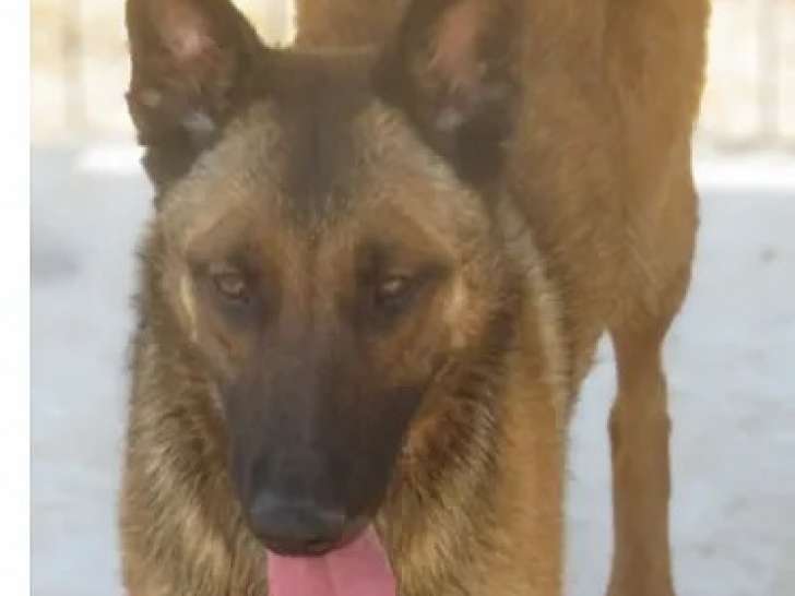 Adoption disponible : chienne Berger Malinois fauve