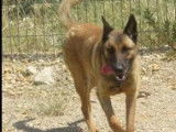 Adoption disponible : chienne Berger Malinois fauve