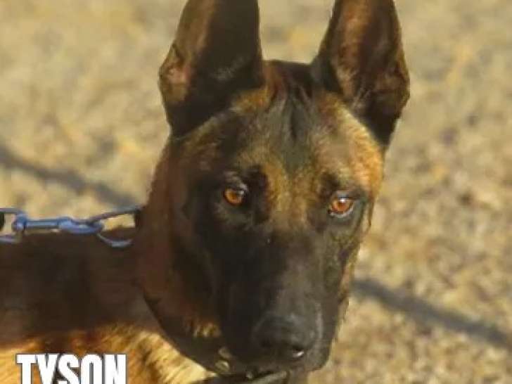 Disponible à l'adoption, chien Berger Malinois d’un an