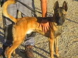 Disponible à l'adoption, chien Berger Malinois d’un an