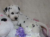 Chiots de race Dalmatien &agrave; vendre (3 m&acirc;les)