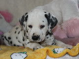 Chiots de race Dalmatien &agrave; vendre (3 m&acirc;les)