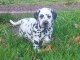 Chiots de race Dalmatien &agrave; vendre (3 m&acirc;les)