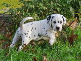 Chiots de race Dalmatien &agrave; vendre (3 m&acirc;les)