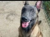 En attente d'adoption, chien Berger Malinois fauve charbonn&eacute;