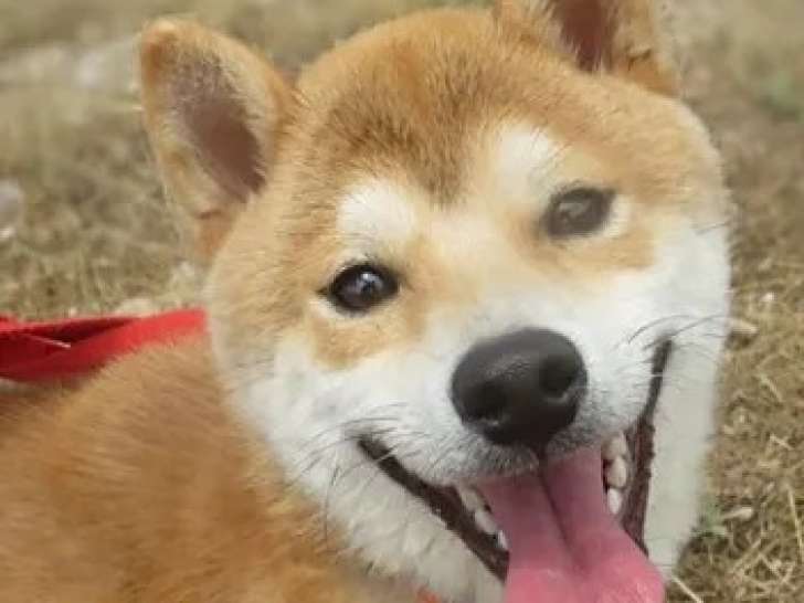 À accueillir, chien Shiba Inu d'un an