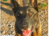 Adoption disponible : chien Berger Malinois de 7 ans