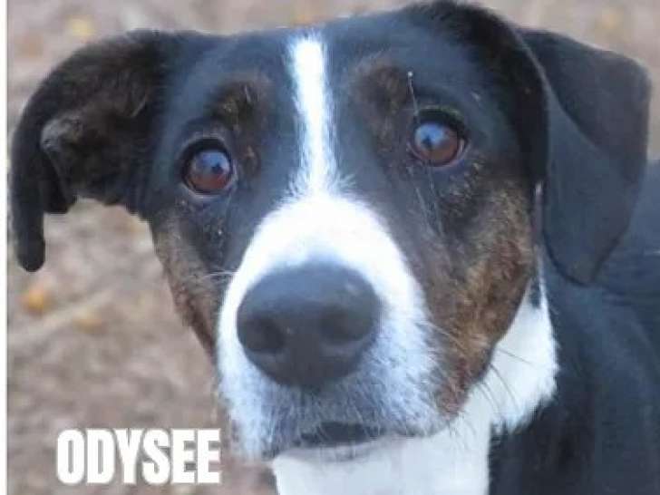 Disponible à l'adoption : chienne Berger tricolore