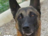 En attente d'adoption : chien Berger Malinois &acirc;g&eacute; de 6 ans