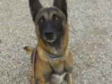 En attente d'adoption : chien Berger Malinois âgé de 6 ans