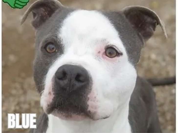 En attente d’un foyer : chien Dogue gris et blanc