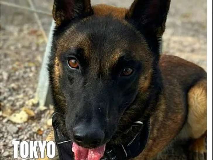 À accueillir : chien Berger Malinois âgé de 3 ans