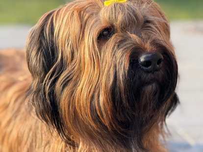 Chiots de race Berger de Brie &agrave; vendre (2 femelles & 5 m&acirc;les)