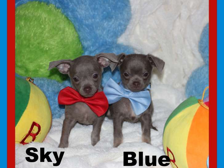 Mâles Chihuahua mini disponibles