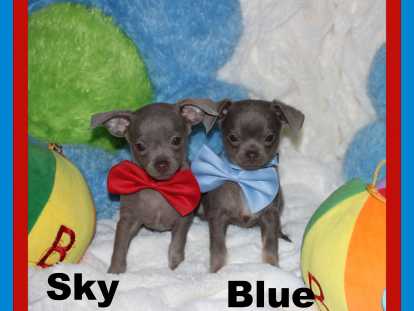 Mâles Chihuahua mini disponibles