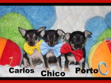 Mâles Chihuahua mini disponibles
