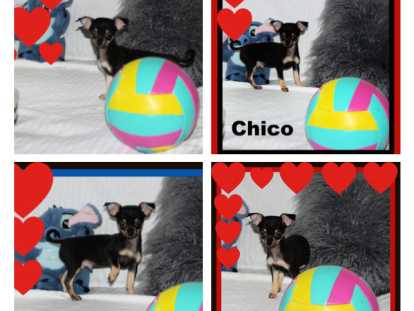 Mâles Chihuahua mini disponibles