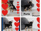 Mâles Chihuahua mini disponibles