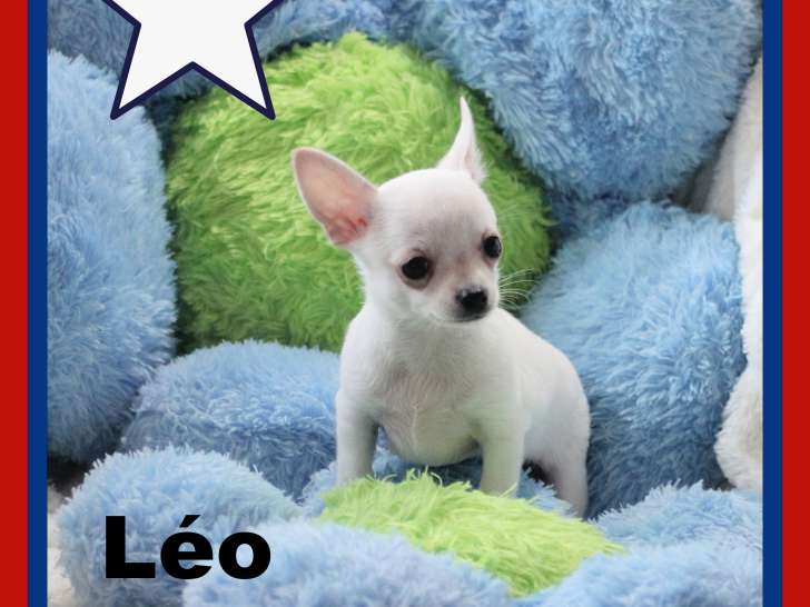 Mâles Chihuahua mini disponibles