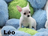 Mâles Chihuahua mini disponibles