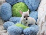 Mâles Chihuahua mini disponibles