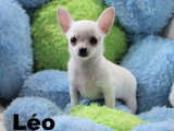 Mâles Chihuahua mini disponibles