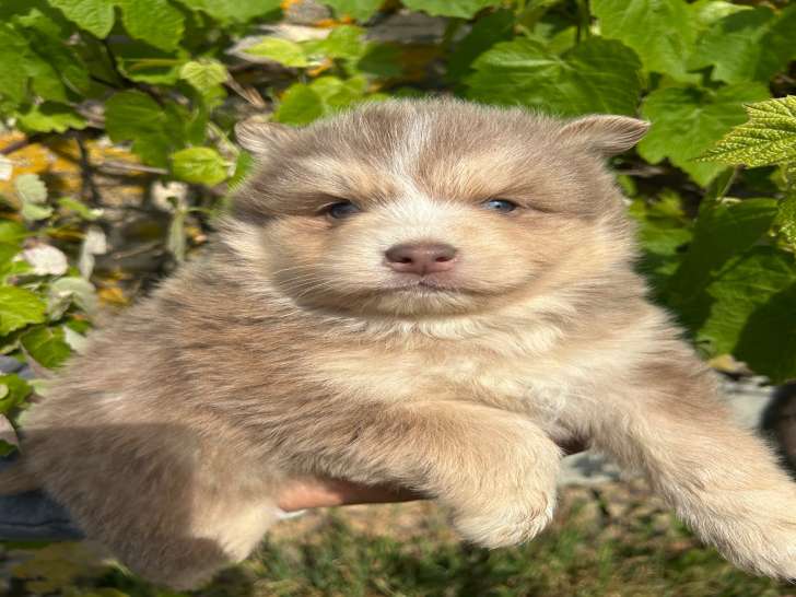 Chiots Pomsky toy et mini à vendre