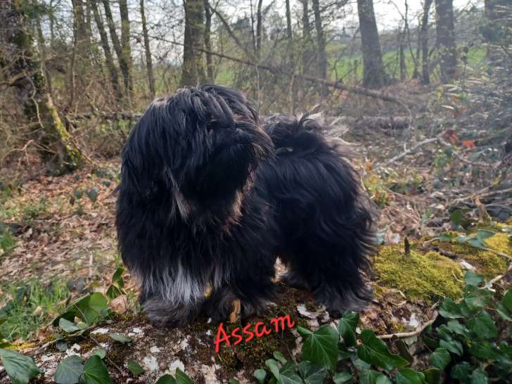Chiots de race Lhassa Apso à vendre (1 mâle)