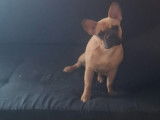 Jeune femelle Bouledogue Francais &agrave; vendre