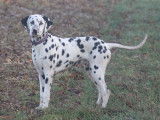 Jeune m&acirc;le Dalmatien LOF &agrave; vendre