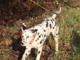 Jeune m&acirc;le Dalmatien LOF &agrave; vendre