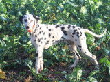 Jeune m&acirc;le Dalmatien LOF &agrave; vendre