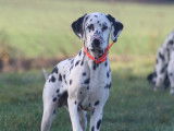 Jeune m&acirc;le Dalmatien LOF &agrave; vendre
