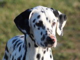 Jeune m&acirc;le Dalmatien LOF &agrave; vendre