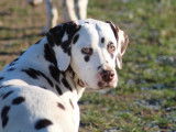 Jeune m&acirc;le Dalmatien LOF &agrave; vendre