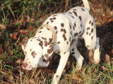 Jeune m&acirc;le Dalmatien LOF &agrave; vendre