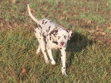 Jeune m&acirc;le Dalmatien LOF &agrave; vendre