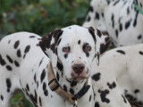 Jeune mâle Dalmatien LOF à vendre